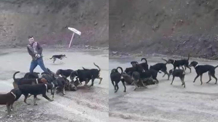  10 köpeğe parçalattılar