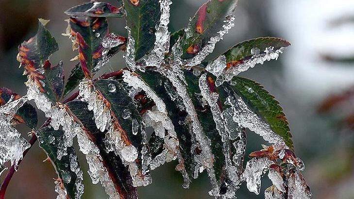  5 il için zirai don uyarısı! Pazar sabahına kadar...