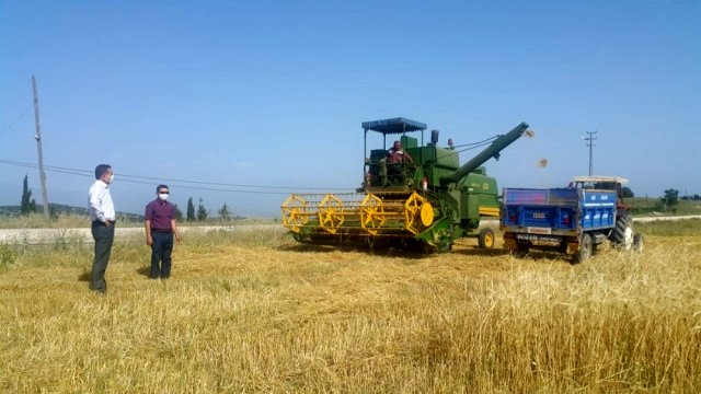 Adana'da arpa ve buğday hasadı başladı