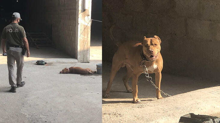 Adana'da pitbull besleyen iki kişiye 28 bin 689 lira ceza