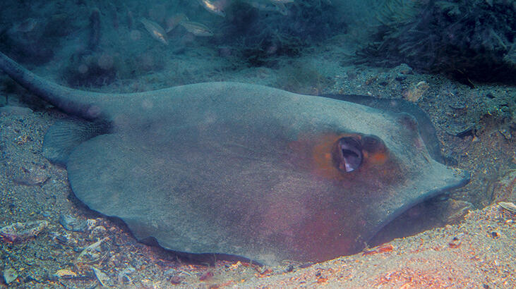 Akdeniz’in umudu Marmara