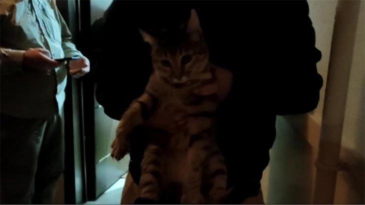 Bu nasıl vicdansızlık! Eve tuvaletini yapan kedisine şiddet uyguladı