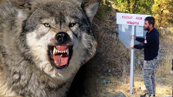 Çiftçiye saldıran kurt kuduz çıktı, ilçede 6 aylık karantina kararı alındı