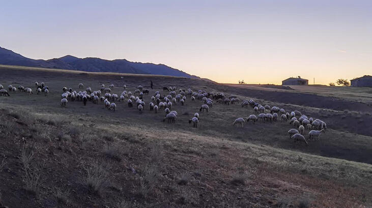 Elazığ'da kayıp 190 hayvan, dronela 9 saatte bulundu