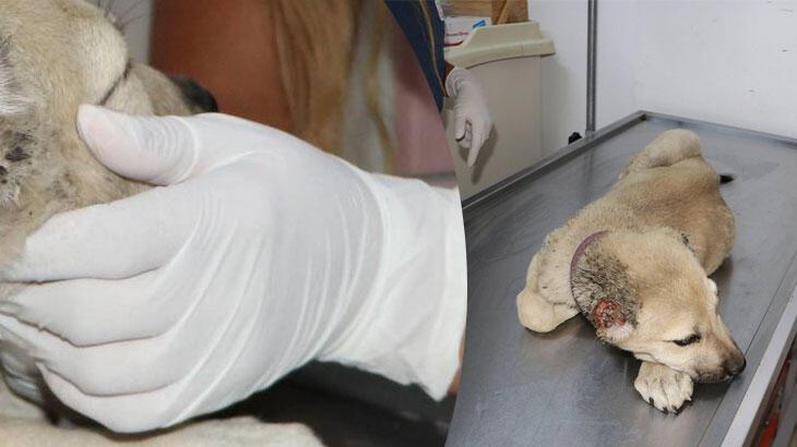 Gaziantep'te insanlık dışı görüntü! Yavru köpeğe acımasız işkence