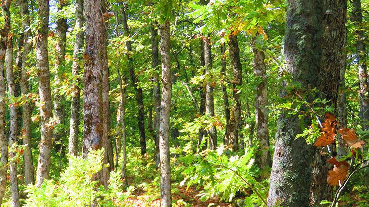Gaziantep'te ormanlara girişe 15 gün yasak