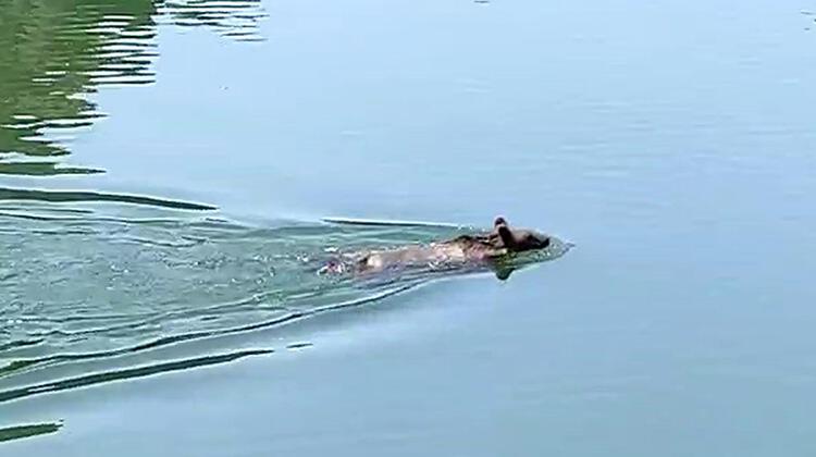 Gözlerine inanamadı! Bozayıyı yüzerken görüntüledi