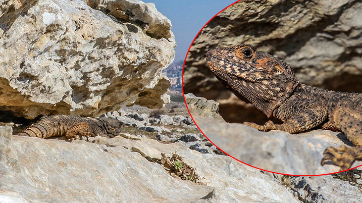 Havalar sıcak kaldı, kertenkele ve yılanlar uyandı! Çarpıcı bilgiler...