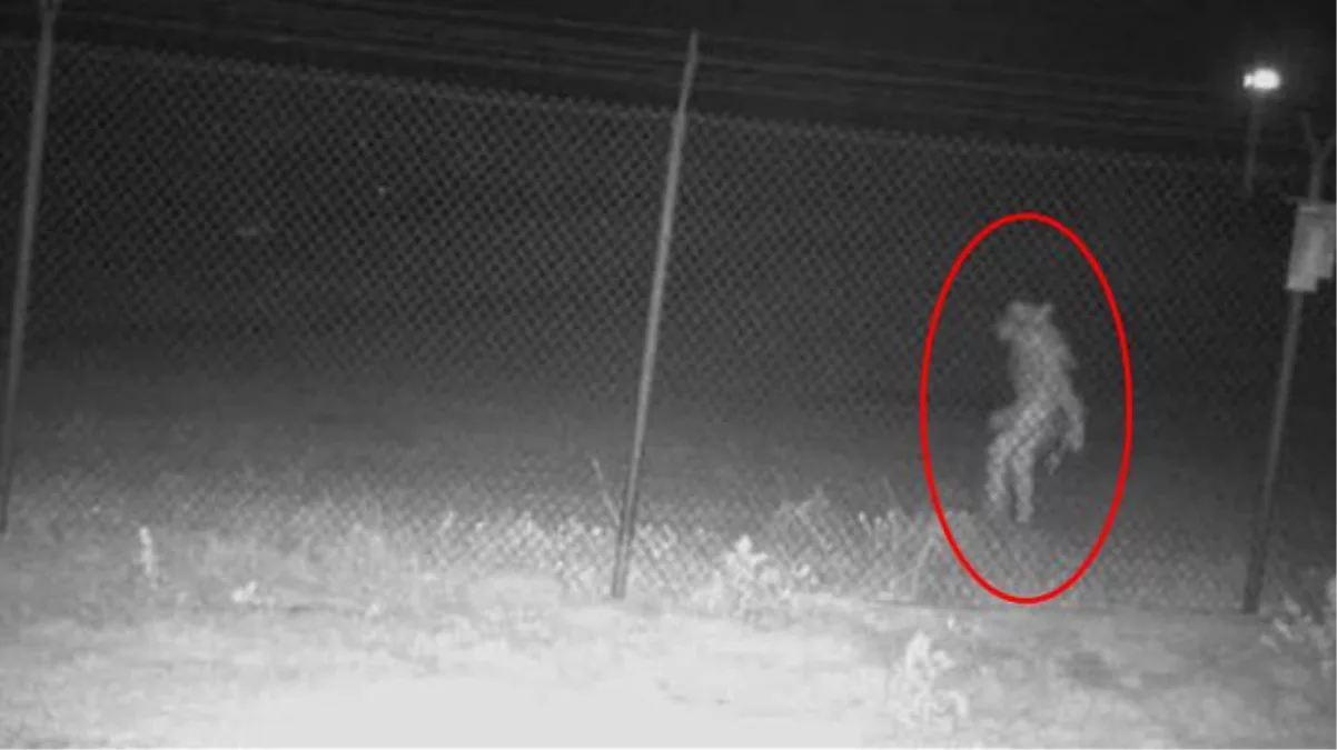 Hayvanat bahçesinin güvenlik kamerasına yakalanan gizemli yaratık ABD'yi karıştırdı