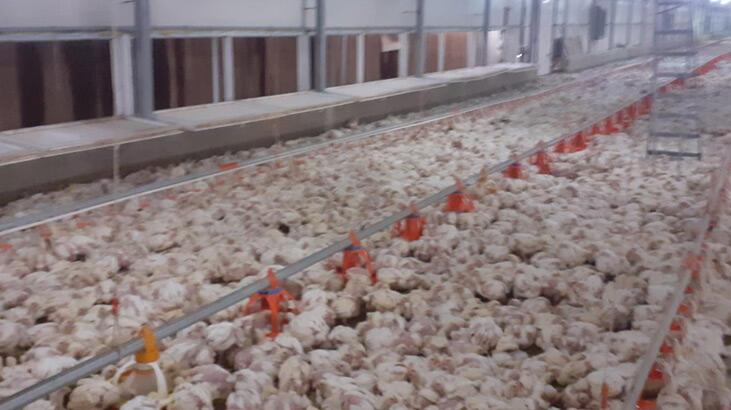 Jeneratörü bozulan çiftlikteki 35 bin tavuk telef oldu