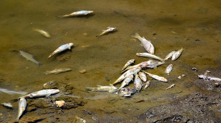 Karasu Nehri'nde balık ölümleri korkutuyor