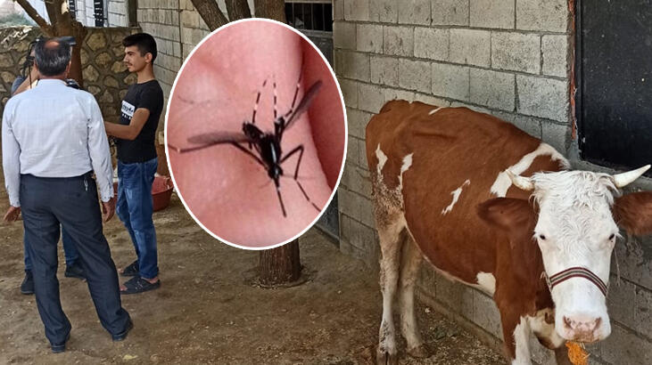 ‘Katil sivrisinekler’ onları da öldürüyor