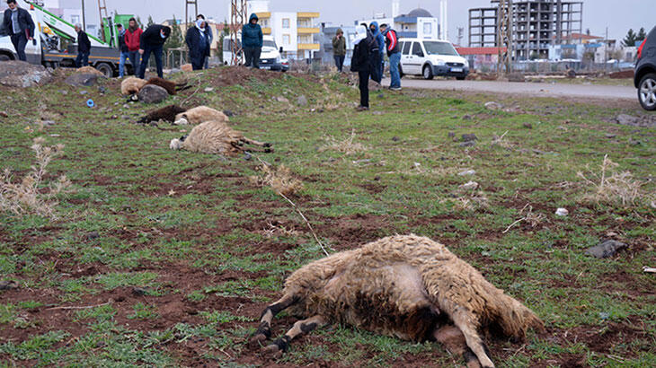 Kopan elektrik teline temas eden 11 koyun telef oldu