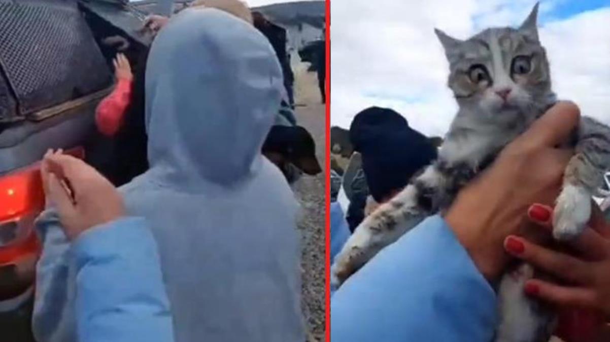 Köpeklerin ardından bu kez de kediler! Konya'daki barınakta 2. skandal