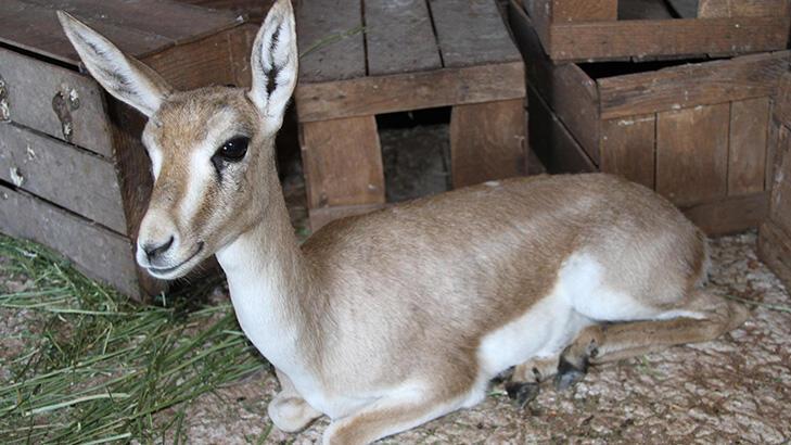 Mersin'de bulunan 6 aylık ceylan korumaya alındı