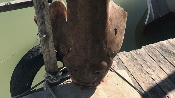 Nesli tükenme tehlikesi altında bulunan keler balığı yakalandı