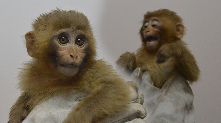 Sınırda 12 maymun! Ekipler fark edince harekete geçti