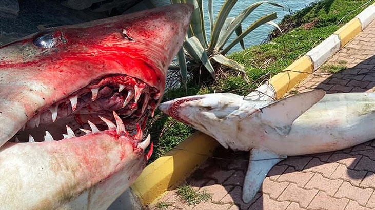 Son dakika! Antalya'da inanılmaz görüntü! 1.5 metrelik köpek balığı kıyıya vurdu