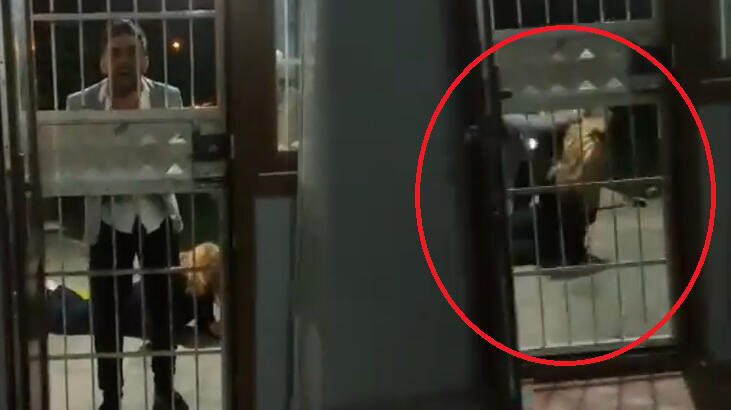 Sosyal medyada olay oldu! Dehşet dolu anlar: Her şeyi göze aldım