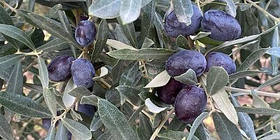 zeytin