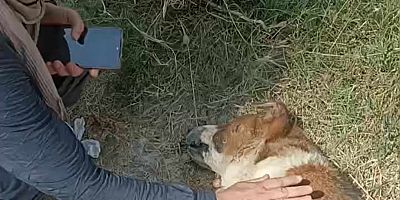 Adana’da kurban bayramında köpekleri zehirlediler