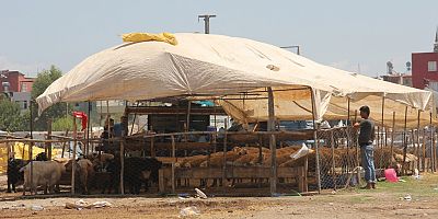 Adana’da kurban satış yerleri ve ücretleri netleşti