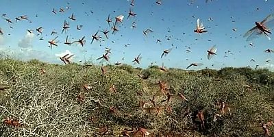 Adana'nın Feke İlçesinde Çekirge Alarmı: Üreticiler Yardım Bekliyor