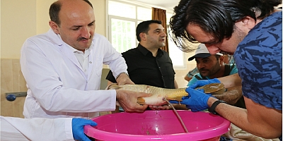 ANAÇ SAZANLARDAN SAĞIM YAPILDI