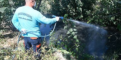 Büyükbaş hayvanları korumak için ilaçlama…