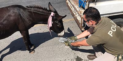 Kamyonetin arkasına bağlanarak sürüklenen eşek kurtarıldı