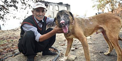 Kozan orman yangınında yanan köpek iyileşti