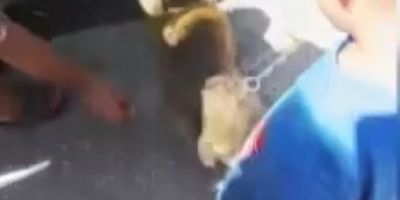 Maymun tişörtlü kişiye maymun saldırdı