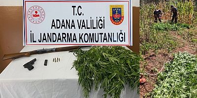 mısır tarlası