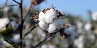 “PAMUK KİLO FİYATI 6 TL’DEN AZ OLMAMALI”