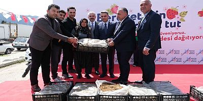 Pozantılı üreticiye 900 bin çilek fidesi daha dağıtıldı