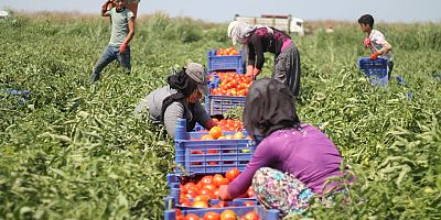 Tarım işçilerinin yevmiyesi 95 lira oldu