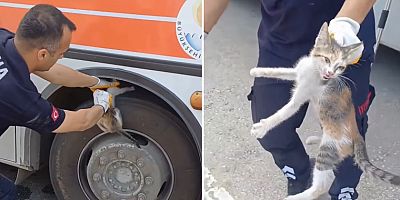Toplu taşıma aracının  motor bölümünden kedi çıktı