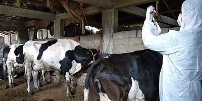 VETERİNER HEKİMLERE HAYVAN HASTALIKLARI VE ZARARLILARI İLE MÜCADELE EĞİTİMİ