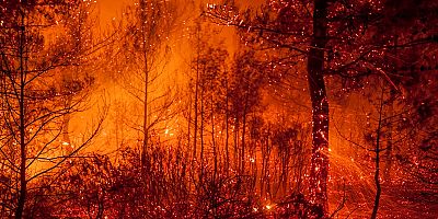 WWF-Türkiye: Yangın sezonu devam ediyor 