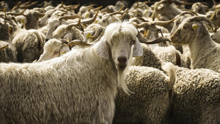 Tiftik alımına bu yıl İngiliz modeli geliyor