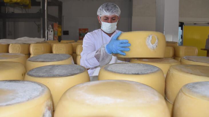 Yurt genelindeki kuraklık tescilli Kars kaşarı üretimini de etkiledi